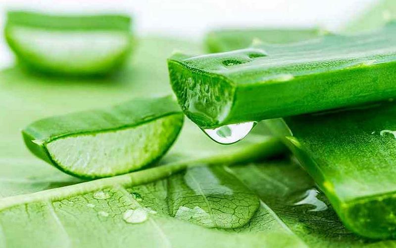 Cách trị nám nắng bằng nguyên liệu vô cùng quen thuộc là nha đam