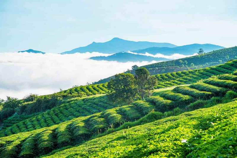 Đồi chè xanh Cầu Đất - Điểm du lịch lý tưởng