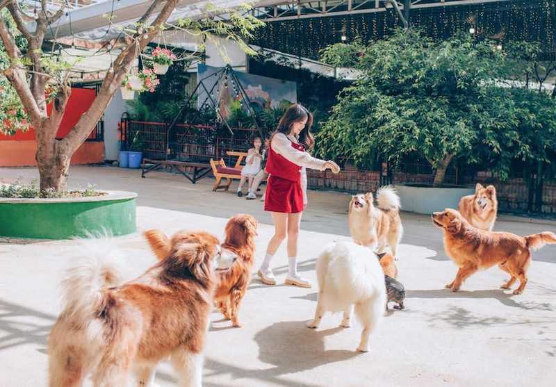 Nông trại cún Puppy farm