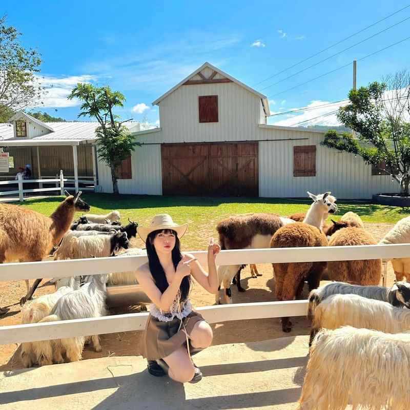 Ảnh nữ du khách chụp cùng các em cừu tại farm