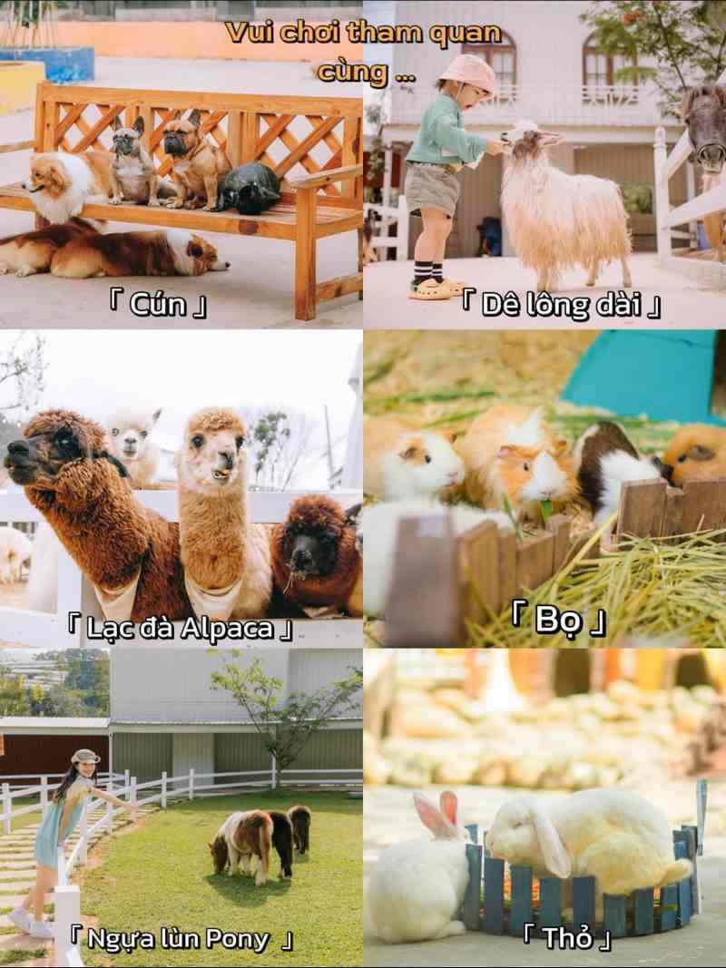 Thỏa thích với đủ loài vật đáng yêu
