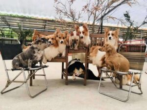 Lạc vào thế giới cún cưng tại Nông Trại Cún Puppy Farm Đà Lạt