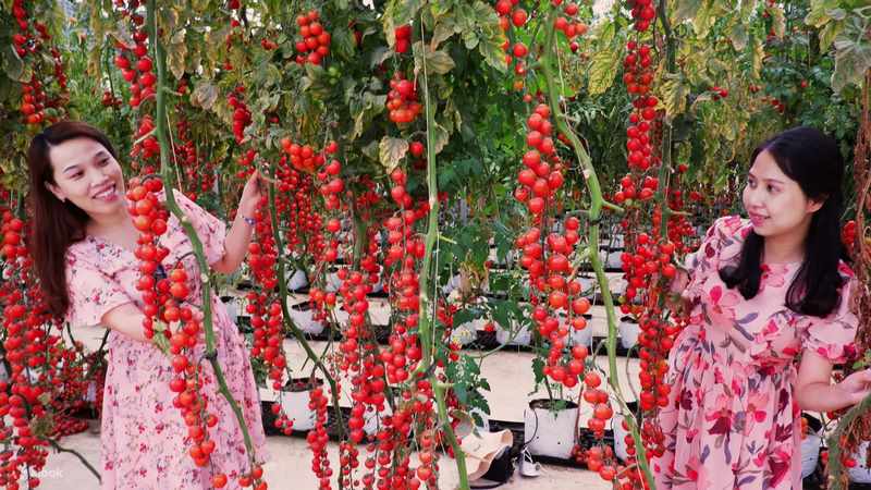Checkin vườn cà chua leo chín đỏ