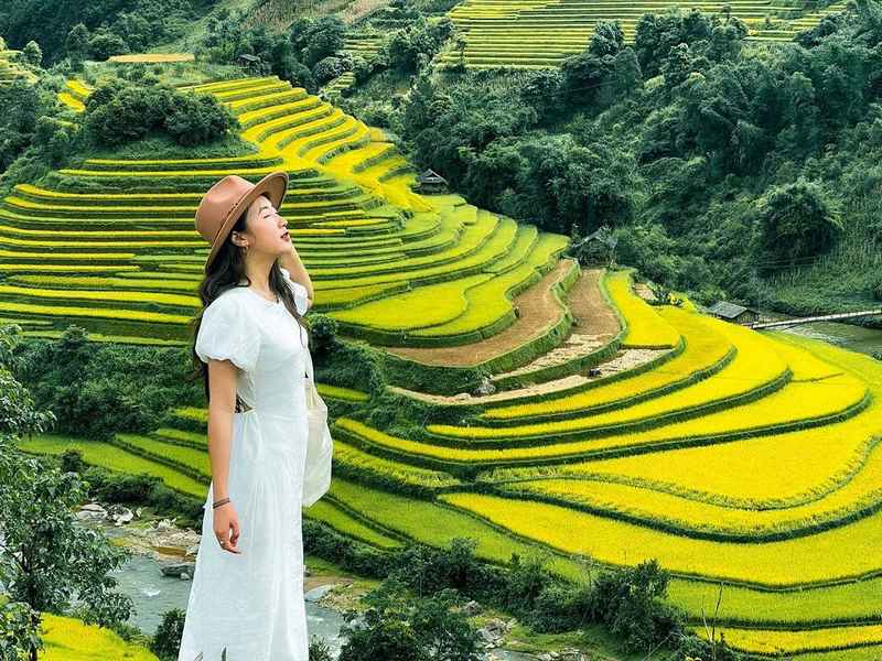 Cách đồng lúa chín vàng rực cả goc trời